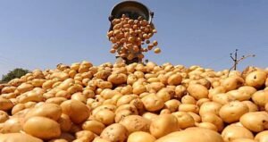 Govt sets minimum potato price at Tk 22 per kg