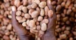 Nigeria bans exports of raw shea nuts used for cosmetic products to help grow its economy