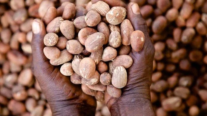 Nigeria bans exports of raw shea nuts used for cosmetic products to help grow its economy
