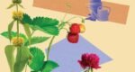 Buy small plants – and consider a ‘bulb lasagne’: how to give your garden a late-summer glow-up