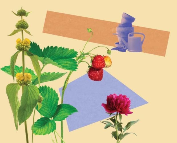 Buy small plants – and consider a ‘bulb lasagne’: how to give your garden a late-summer glow-up