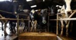 Britain cancels extra border checks for animals ahead of UK-EU deal