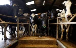 Britain cancels extra border checks for animals ahead of UK-EU deal