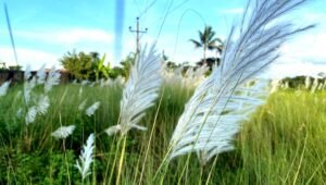 Autumn in bloom: Graceful return of kashful in Moulvibazar