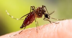 Dengue: 12 die, 740 hospitalised in 24hrs