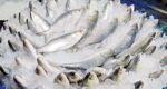 37.5 tonnes of hilsa sent to India in first consignment
