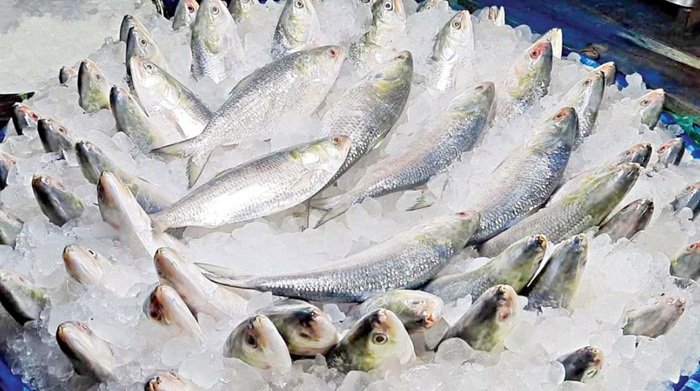 37.5 tonnes of hilsa sent to India in first consignment