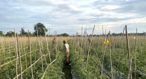 Kamalganj farmer profits big from mulching tomato farming