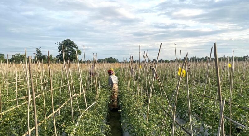 Kamalganj farmer profits big from mulching tomato farming