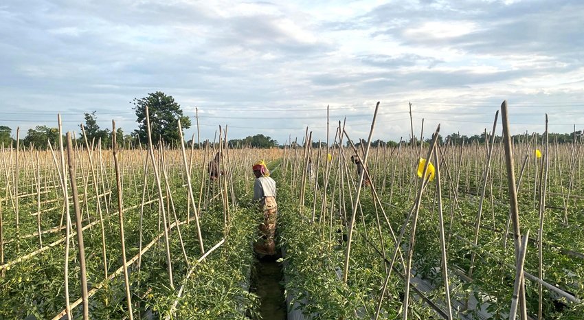 Kamalganj farmer profits big from mulching tomato farming