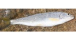 Rare glimpse of hill river fish diversity in Sylhet’s Sada Pathor, Jaflong