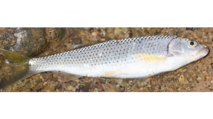 Rare glimpse of hill river fish diversity in Sylhet’s Sada Pathor, Jaflong