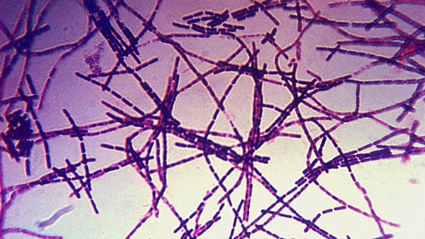Govt steps up emergency measures to contain anthrax outbreak in cattle