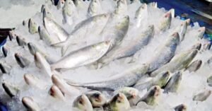 Hilsa returns to Khulna markets after fishing ban, prices remain high