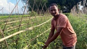 Moulvibazar farmer finds success with pesticide-free tomatoes
