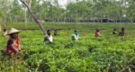 Tea yield in Sylhet feared to face a massive shortfall