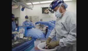 Pig organ transplants could one day be superior to human ones, says expert