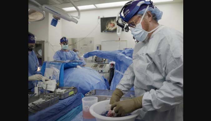 Pig organ transplants could one day be superior to human ones, says expert