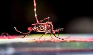 Chikungunya, dengue kill 21 children in crisis-hit Cuba