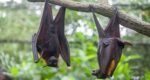 Nipah virus outbreak in India monitored ‘closely’