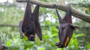 Nipah virus outbreak in India monitored ‘closely’