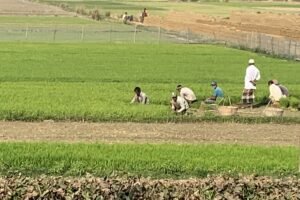 Sylhet farmers race to finish Boro transplantation