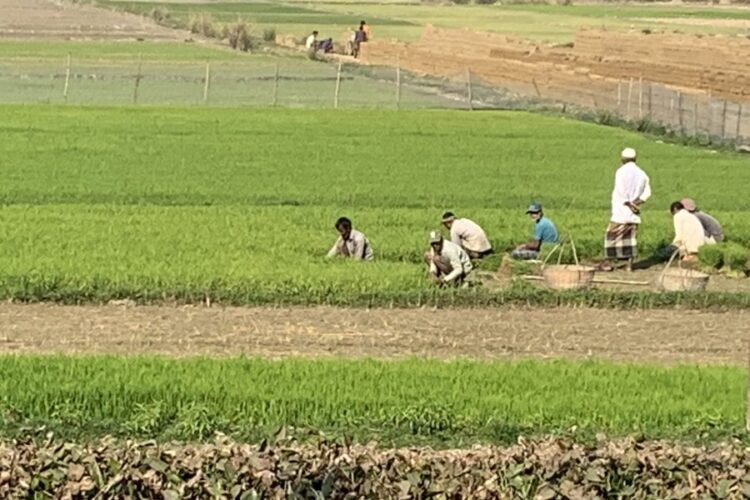 Sylhet farmers race to finish Boro transplantation