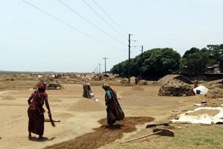 Sylhet farmers unhappy with price as Aman harvest ends