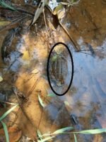 Abandoned grenade recovered in Moulvibazar