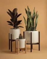 Aesthetic greenery décor at home: Bringing nature into everyday living