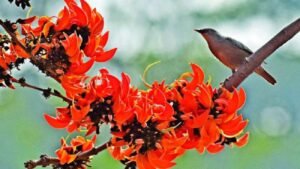 Pahela Falgun brings colour, music as spring begins