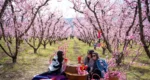 Pink peach blossoms draw crowds in northern Greece