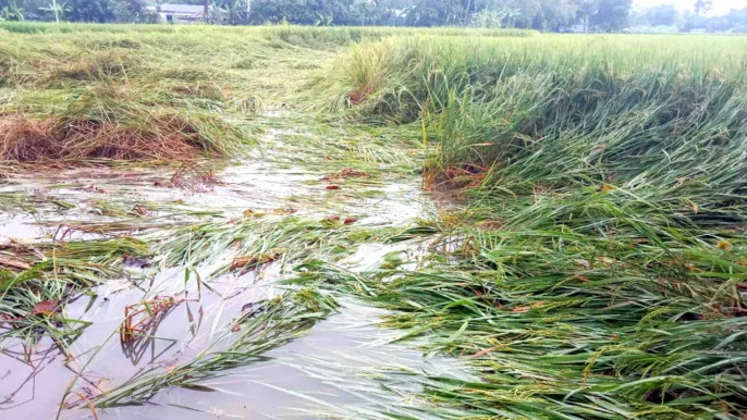 Upstream rains flood haors, endanger boro harvest