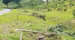 Rising tree theft threatens Mirtinga Tea Garden