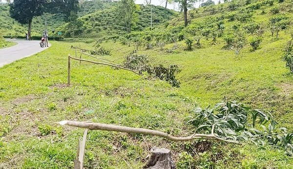Rising tree theft threatens Mirtinga Tea Garden