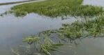 62.5 acres of boro paddy submerges in Hakaluki haor floods