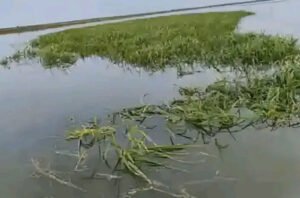 62.5 acres of boro paddy submerges in Hakaluki haor floods