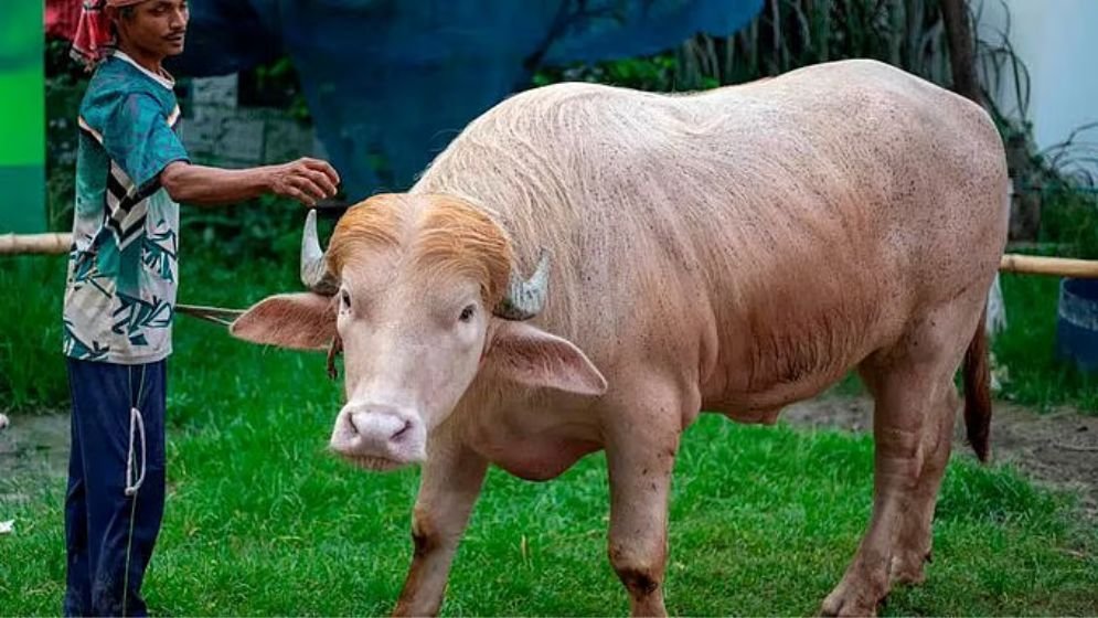 Home minister’s intervention saves ‘Donald Trump’ from Eid sacrifice