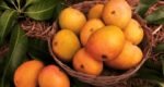 Tips to spot mangoes ripened with harmful chemicals