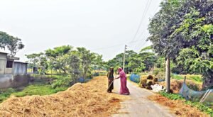 Floods trigger cattle feed crisis in Sylhet haors