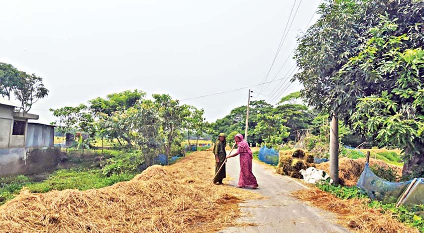 Floods trigger cattle feed crisis in Sylhet haors