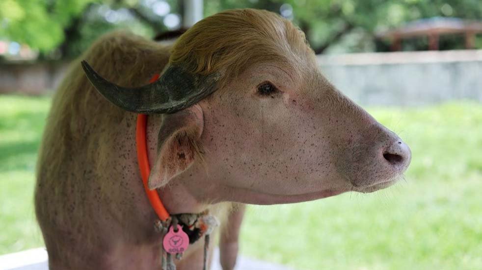 Viral fame spares ‘Donald Trump’ buffalo from Eid sacrifice in Bangladesh
