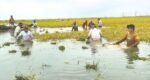 One lakh hectares of rice fields go underwater in haor regions