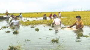 One lakh hectares of rice fields go underwater in haor regions