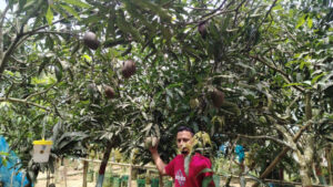 How schoolteacher turned a hillside in Moulvibazar into a fruit paradise