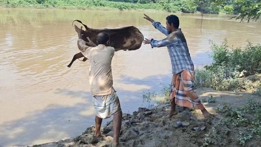 Hides left to rot in Moulvibazar
