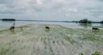 Flood-hit people in Moulvibazar face severe cattle feed crisis