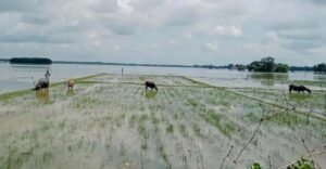 Flood-hit people in Moulvibazar face severe cattle feed crisis