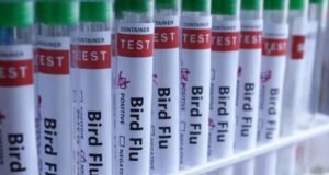New Zealand detects H5 bird flu