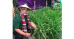 A New Chapter : Azom Khan Pioneers Rice Cultivation in Britain